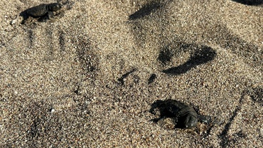 Çıralı'da caretta koruma sezonu tamamlandı, 117 yuvadan 3 bin 500 yavru denize ulaştı