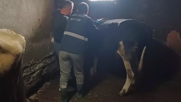 Düzce Yığılca'da şap ve bruselloz aşısı yapıldı, düşen küpeler yenilendi