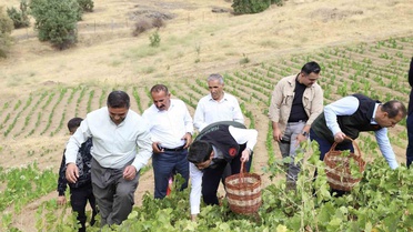 Hakkari Şemdinli'de üzüm hasadı başladı, Kaymakam Erdoğan Tütünlü'de hasada katıldı