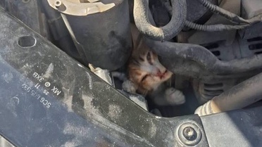 Hatay'ın Belen ve Antakya ilçelerinde mahsur kalan hayvanlar ekiplerce kurtarıldı