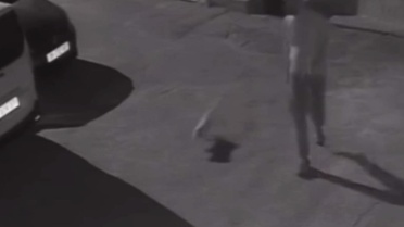 İzmir'de köpeğini tekmeleyen şahıs gözaltına alındı! Vicdanları yaralayan görüntü