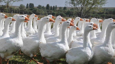 Kars kazında besi dönemi başladı, üreticiler dışarıdan gelen kazlardan yakındı