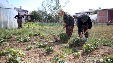 Gündelik işlerde çalışarak 120 sokak kedisine bakıyor: Onlara vefa borcum var