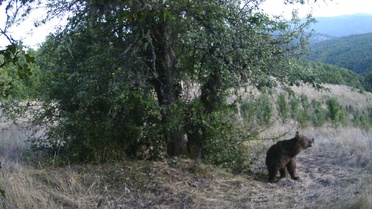 Kastamonu Azdavay'da armut toplayan iki ayı fotokapana yansıdı