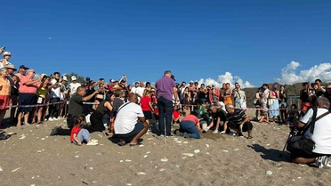 Kemer Çıralı'da son caretta yuvası açıldı, 3 bin 500 caretta denize ulaştı