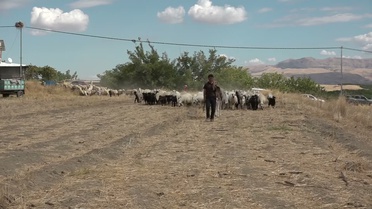 Malatya Yazıhan'da çoban ücreti 50 bin liraya dayanınca üreticiler destek istedi