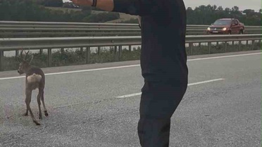 Samsun-Ankara kara yolunda yaralı geyiğe yardım eden aile, karşıya geçmesini sağladı