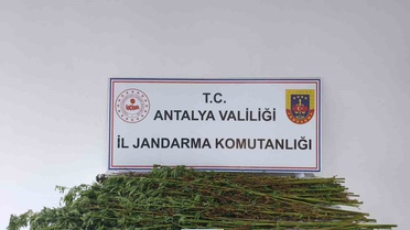 Serik'te jandarma aramasında 80 kök kenevir bulundu, şüpheli gözaltına alındı