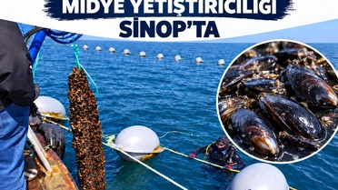 Karadeniz'in ilk ve tek midye üretim üssü Sinop'ta ilk 9 ayda 182 ton hasat yapıldı
