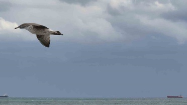 Tekirdağ'da kestane karası fırtınası balıkçı teknelerinin denize açılmasını engelledi