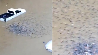 Ülke sular altında kaldı! Sokaklarda balıklar yüzmeye başladı