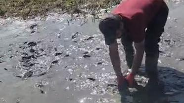 Yüksekova'da Nehil Sazlığı'nda sıkışan balıklara itfaiye tankerlerle su taşıdı