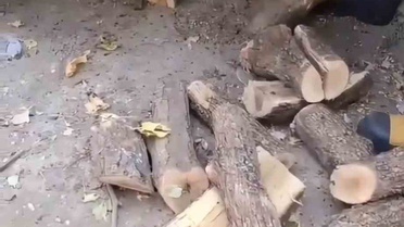Diyarbakır'ın Sur ilçesinde odunluğa giren dev yılan itfaiye ekiplerince yakalandı