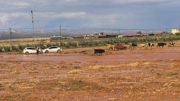 Hatay Reyhanlı'da sel tarım arazilerini vurdu, insanlar ve hayvanlar zor anlar yaşadı