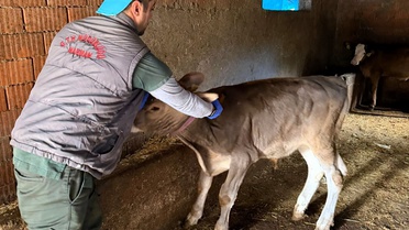 Kırklareli Kofçaz'da hayvancılık işletmelerinde aşılama ve sağlık kontrolü sürüyor