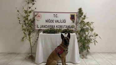 Niğde Ulukışla'da bir ikamette 350 gram uyuşturucu, 5 kök kenevir ele geçirildi