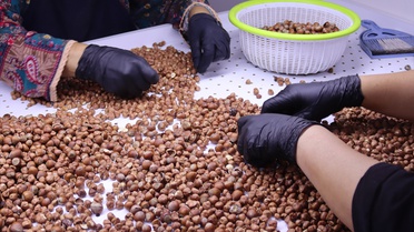 Ordu'da üreticiler fındığını satmak yerine Ünye'deki tesiste işletiyor