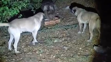 Tunceli'de kampçıların karşılaştığı ayı, köpek havlamasına aldırmadan yiyecek yedi