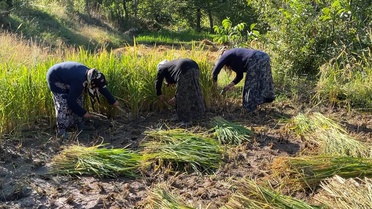 Artvin Yusufeli'de üreticiler 4 aylık süreç sonunda çeltik hasadına orakla başladı
