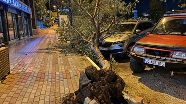 Bandırma'da fırtınada devrilen iğde ağacı park halindeki otomobile hasar verdi