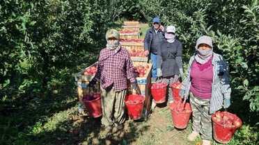 Denizli Çivril'de elma üreticileri hasada başladı, yıllık üretim 200 bin tonu aşıyor