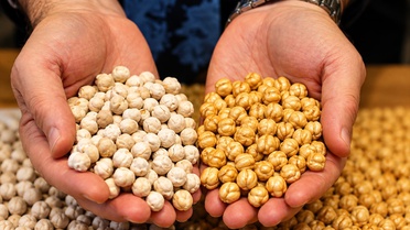 Denizli Ticaret Borsası'nın Borsa-20 nohudu Serinhisar'da sarı leblebiye dönüştü