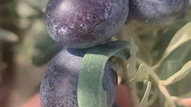 Didim İlçe Tarım, sofralık zeytin hasadında üreticileri zeytin sineğine karşı uyardı