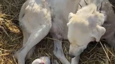 Eskişehir Sivrihisar'da akbaş cinsi köpek, sürünün ortasında 4 yavru dünyaya getirdi