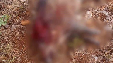 Eskişehir Sivrihisar Sarıkavak'ta ürünlere zarar veren iki yaban domuzu avlandı