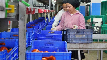 Antalya Ticaret Borsası Eylül hal endeksinde sebze fiyat endeksi yıllık %38,38 arttı