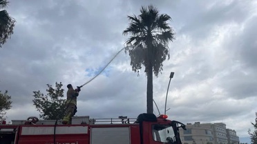 İtfaiye, Hatay İskenderun'da yıldırım isabet eden ağaçtaki yangını söndürdü