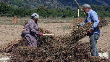 Muğla Ula'da Gökova susamı hasadı başladı, üreticiler işçi bulamıyor