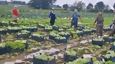 Sakarya Erenler'de sular çekilince marul tarlasında çamur mesaisi başladı