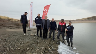 Van'da 8 gölete 700 bin sazan yavrusu bırakıldı, son 9 yılda 5,5 milyon yavru salındı