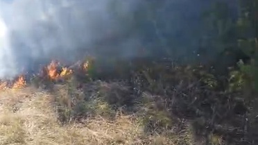 Bolu Mudurnu'da anız yangını ormana sıçradı, ekiplerin müdahalesiyle söndürüldü