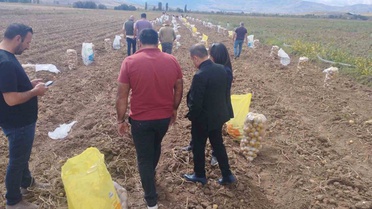 Tercan'da patates hasadı başladı, Erzincan'da geçen yıl 10 bin 595 ton üretildi