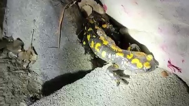 Malatya Doğanşehir'de nesli tükenmekte olan sarı benekli semender doğaya bırakıldı