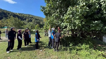 Sinop Erfelek'te gençler hasat etkinliğinde incir ve ceviz toplayıp tattı