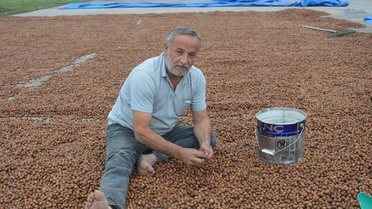 Niksar'da yağış, Ordu'dan gelen fındık üreticilerinin kurutma mesaisini aksattı