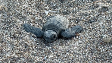 Antalya'da bu yıl 4 bin 400 yuvadan 200 bin caretta yavrusunun denize ulaştığı belirlendi