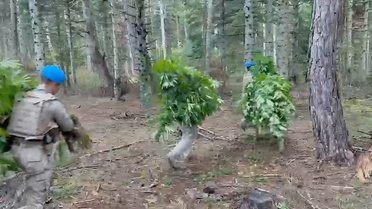 Bolu'da kenevir ekimi yapan 3 şüpheliden 1'i tutuklandı, 288 kök ele geçirildi
