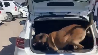 Karabük'te narkotik köpeği Dora'nın katıldığı operasyonda 3 şüpheli tutuklandı