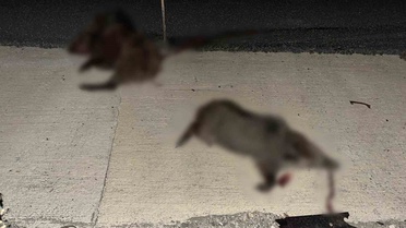 Kastamonu Hanönü'de otomobil domuz sürüsüne çarptı, 2 kişi yaralandı