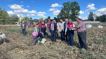 Devrekani'de patates hasadı, Kaymakam Pazarcı'nın katıldığı şenlikle başladı