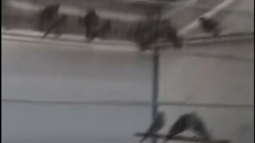 Ankara'da 134 saka kuşuna el konuldu, 1 milyon 410 bin lira idari işlem uygulandı