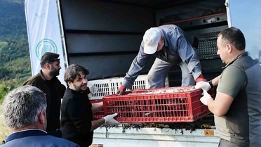 Polonezköy'den Kastamonu'ya getirilen 900 sülün ava kapalı sahada doğaya bırakıldı