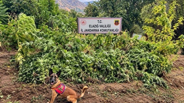 Elazığ'da bin 256 kök kenevir ele geçirilen operasyonda 3 şüpheli tutuklandı