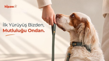 Hipaw’ın pet hizmetleri, İstanbul ve Ankara’daki patili dostlarıyla buluştu