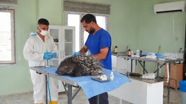 Mardin Derik'te yaralı oklu kirpi belediye barınağında tedaviye alındı