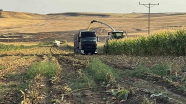 Diyarbakır Sur'da silajlık mısır hasadında dönüm başına 5-6 ton verim bekleniyor